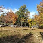 Parque Forestal de Trabazos en Pontevedra