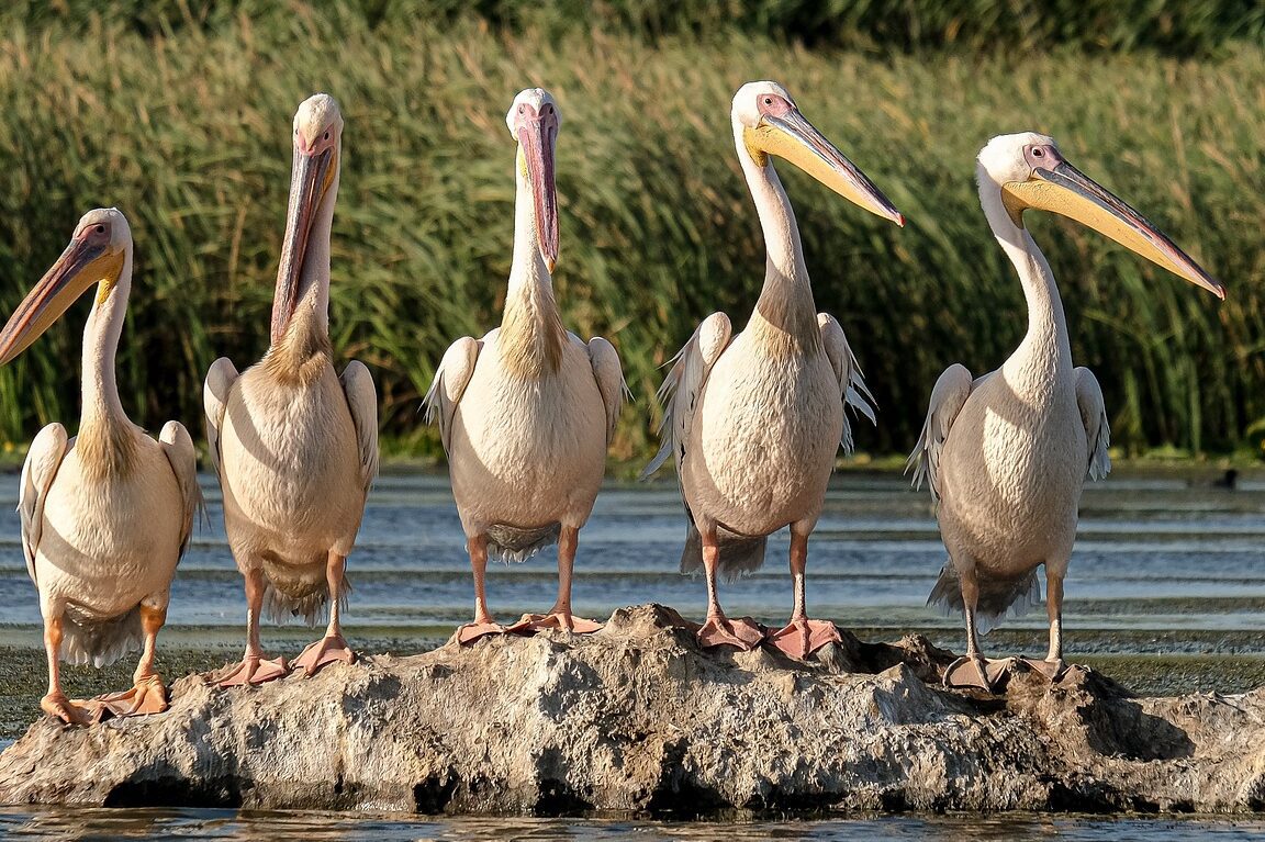 Amenazas del ecoturismo en el entorno natural y social