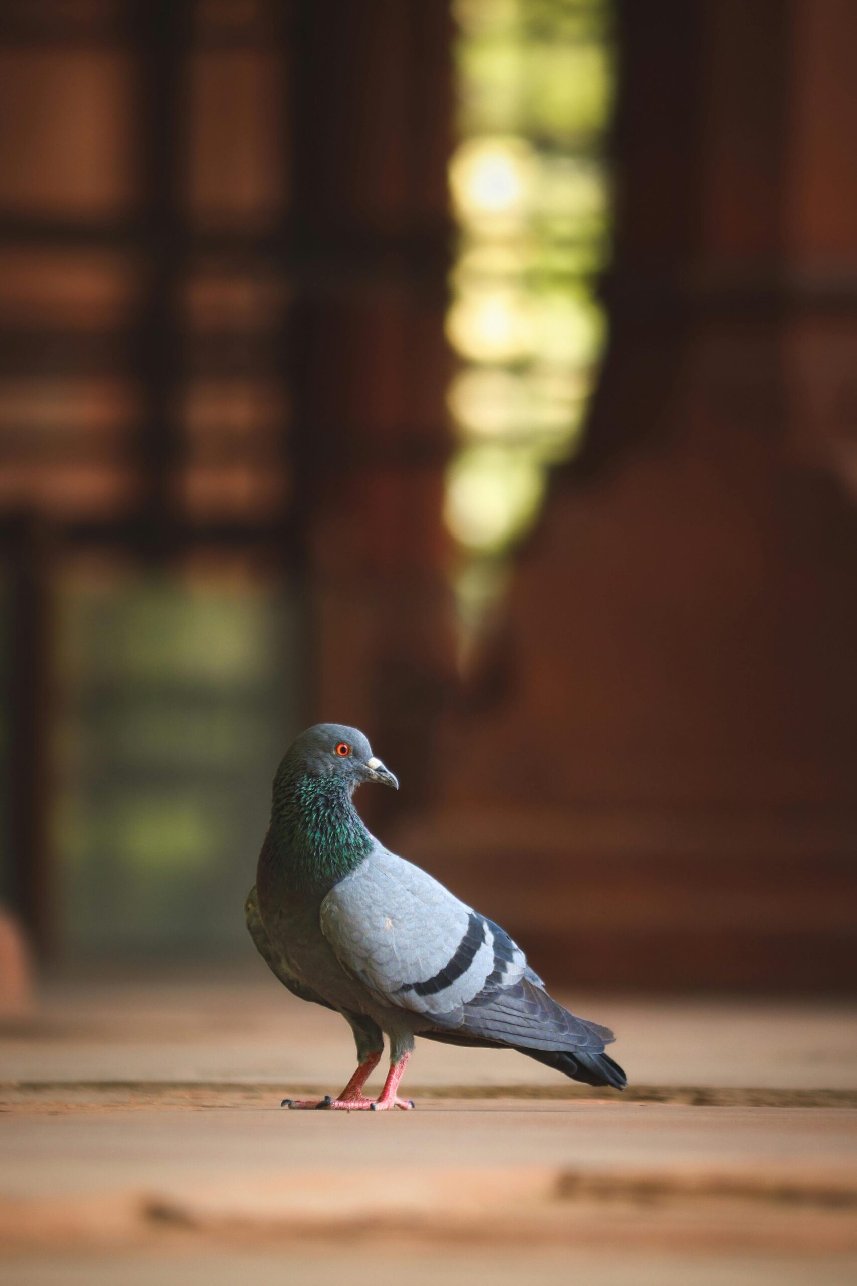 Avistamiento de aves en Galicia: los mejores lugares