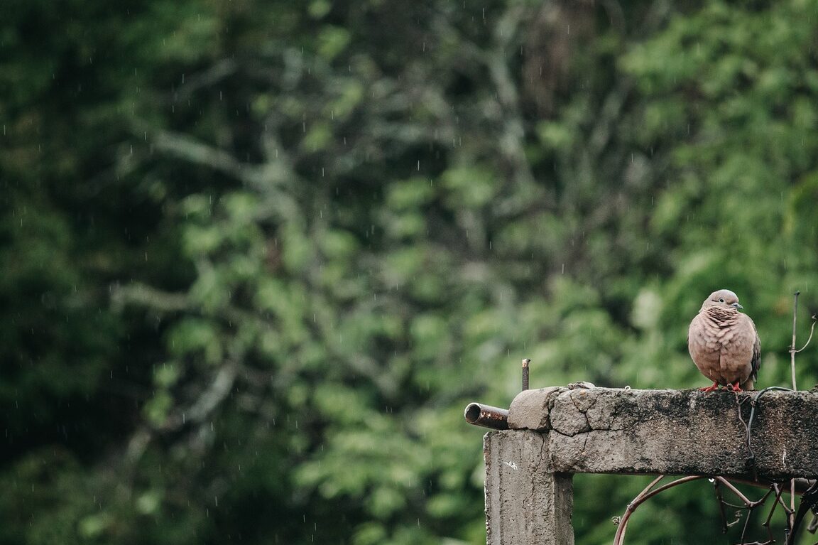 Cómo afecta negativamente el ecoturismo al medio ambiente