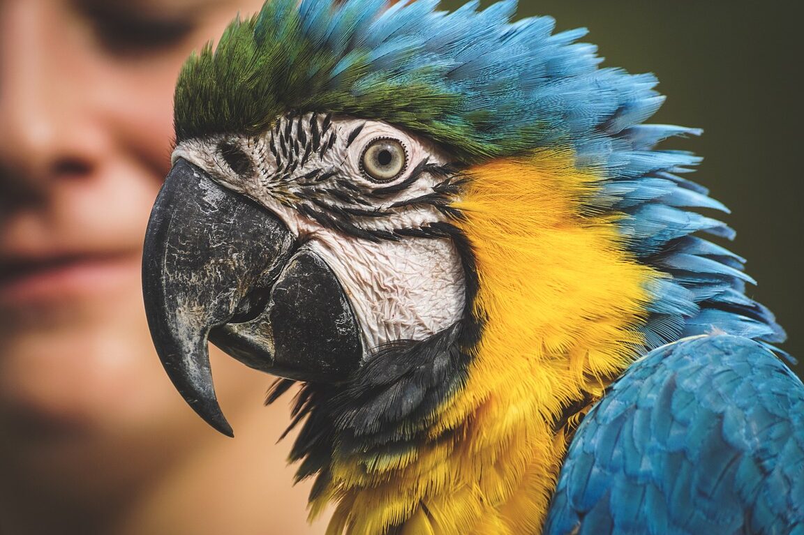 Diferencia entre ecoturismo y turismo ecológico