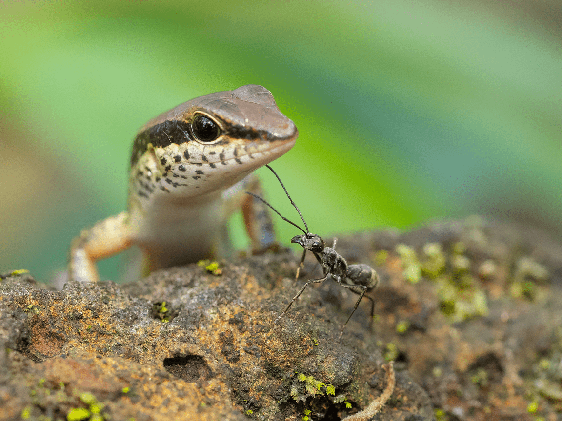Ecoturismo y conservación de especies en peligro de extinción