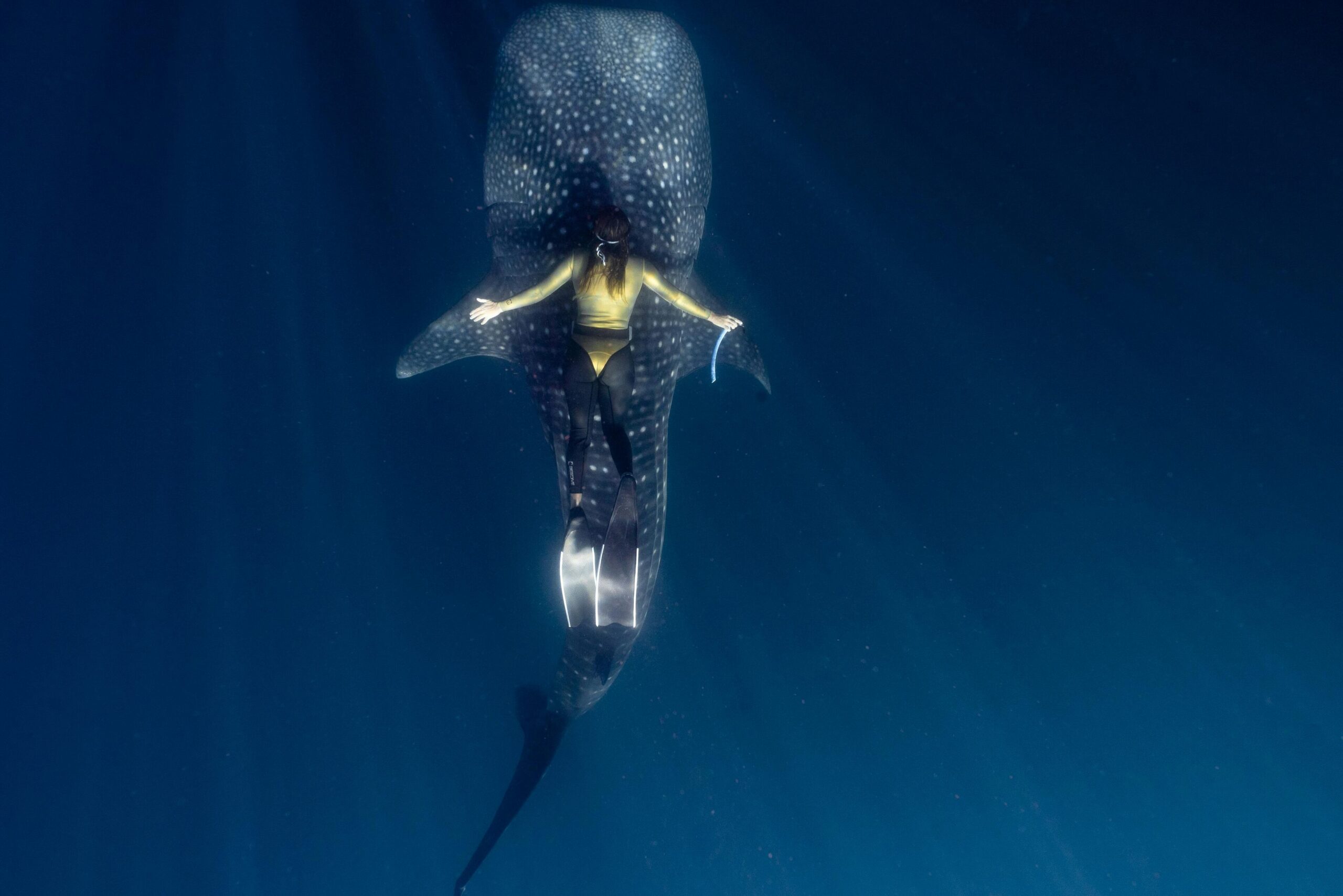 Fauna marina en las Islas Cíes: descubre su diversidad